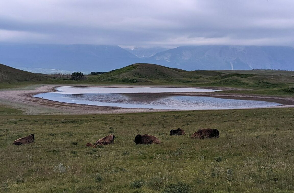 <span style="font-weight: bold;">Bison Paddock</span><br>
